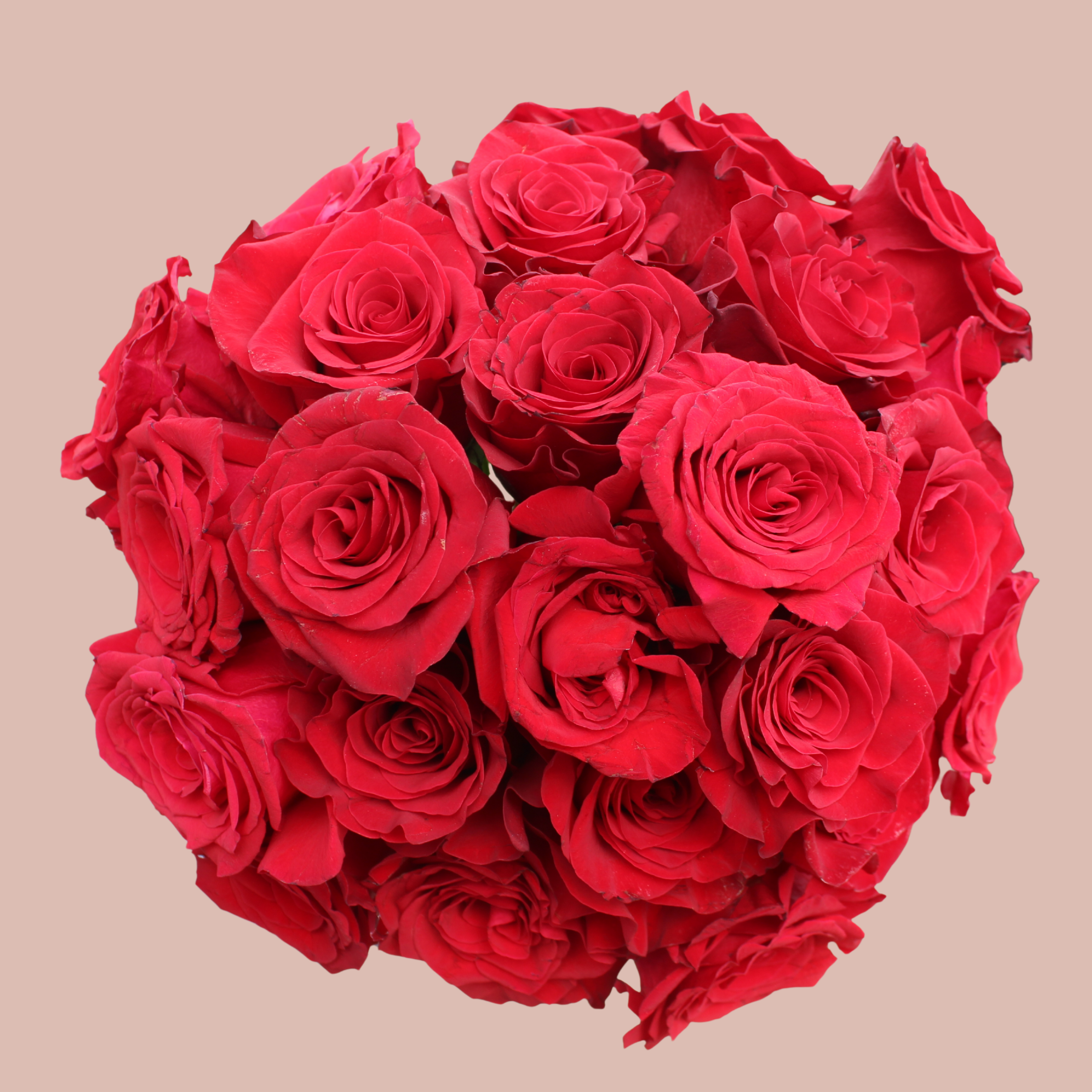 24 Red Roses