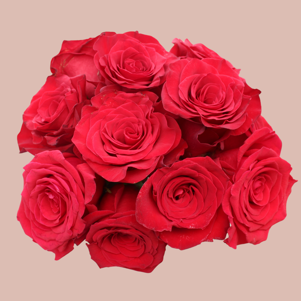 12 Red Roses