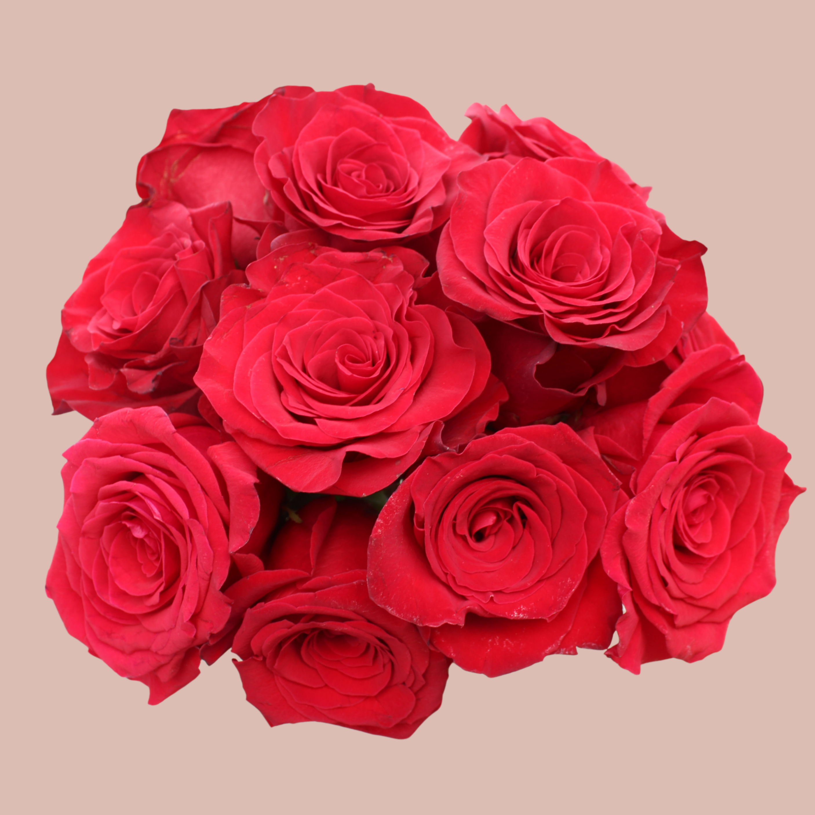 12 Red Roses